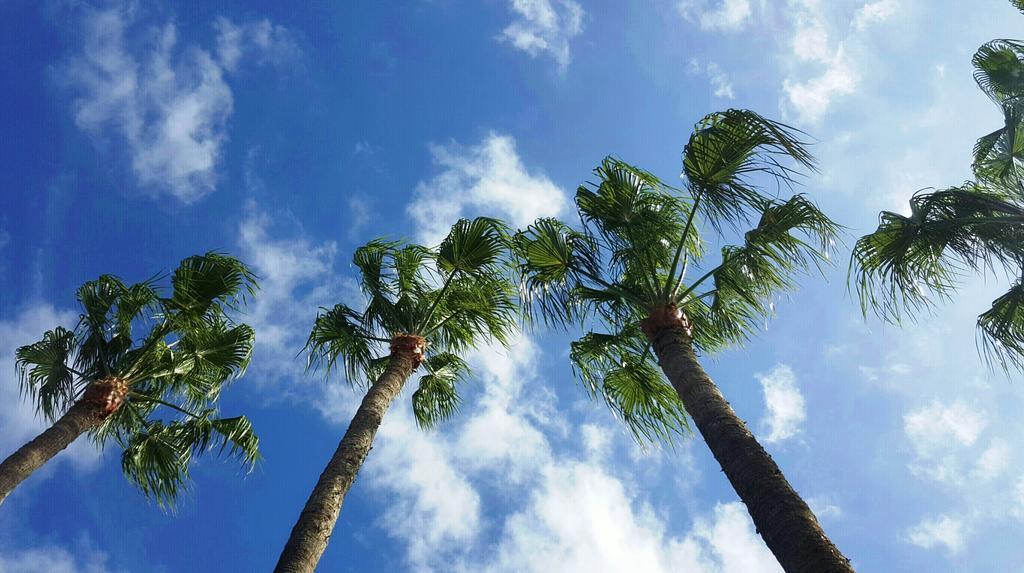 Alsol Nogal (adults Only) Playa del Ingles (Gran Canaria)